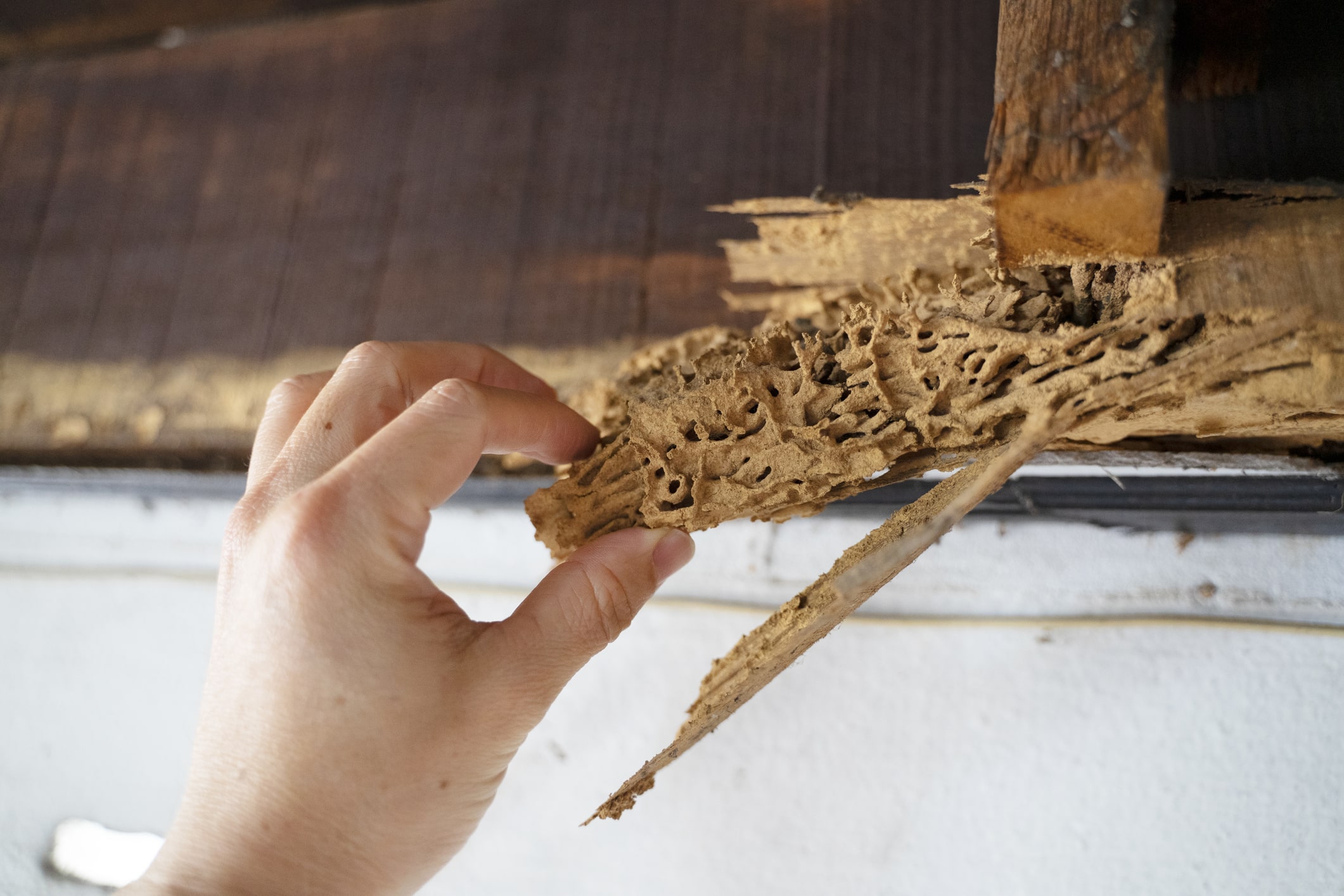 termite damage near roof